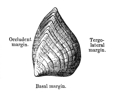 Figure II. SCUTUM of LEPAS.