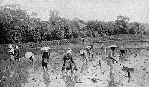 Reproduced by permission of The Philadelphia Museums. FARMERS PLANTING RICE SPROUTS. JAPAN.