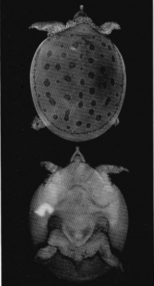 PLATE 13  Trionyx muticus calvatus new subspecies, hatchling, UI 31071, holotype (× 1.3). Top, dorsal view. Bottom, ventral view, Photographs by John M. Legler.