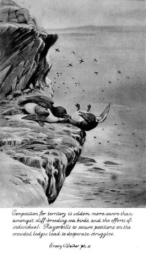 Competition for territory is seldom more severe than amongst cliff-breeding sea birds, and the efforts of individual Razorbills to secure positions on the crowded ledges lead to desperate struggles..