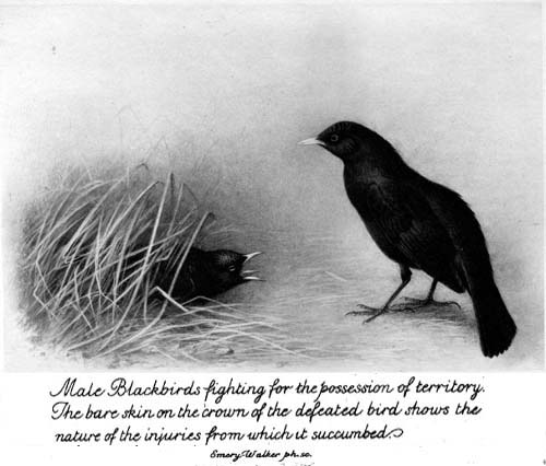 Male Blackbirds fighting for the possession of territory. The bare skin on the crown of the defeated bird shows the nature of the injuries from which it succumbed.