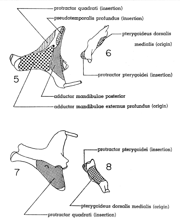 Fig. 5. Dorsal view of right quadrate of Mourning Dove. × 5.  Fig. 6. Dorsal view of right pterygoid of Mourning Dove. × 5.  Fig. 7. Ventral view of right quadrate of Mourning Dove. × 5.  Fig. 8. Ventral view of right pterygoid of Mourning Dove. × 5.