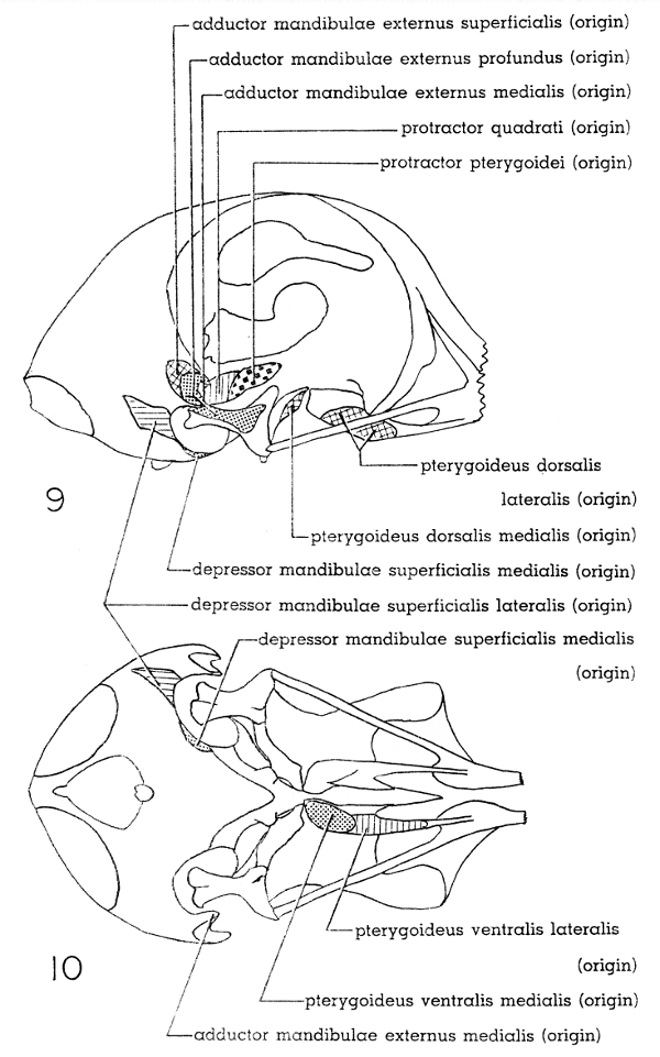 Fig. 9. Right lateral view of skull of Mourning Dove. × 2-1/2.  Fig. 10. Ventral view of skull of Mourning Dove. × 2-1/2.