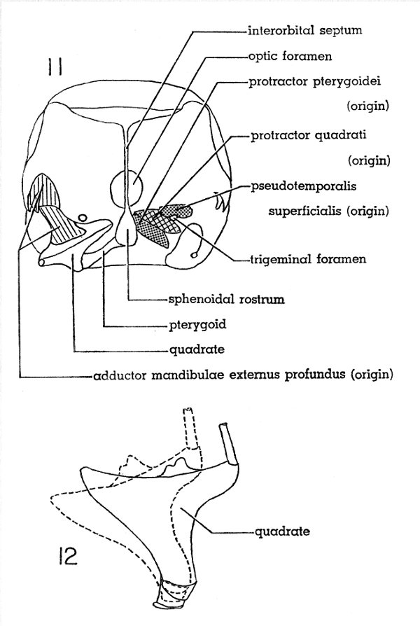 Fig. 11. Cross section of skull of Mourning Dove; anterior view. × 2-1/2.  Fig. 12. Dorsal view of right quadrate of Mourning Dove showing movement which protracts the upper mandible (broken line). × 5.