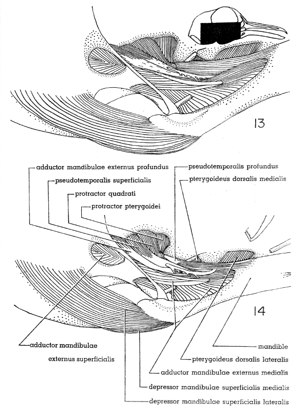 Fig. 13. Right lateral view of the jaw musculature of the White-winged Dove; superficial layer, × 5.  Fig. 14. Right lateral view of the jaw musculature of the Mourning Dove; superficial layer. × 5.