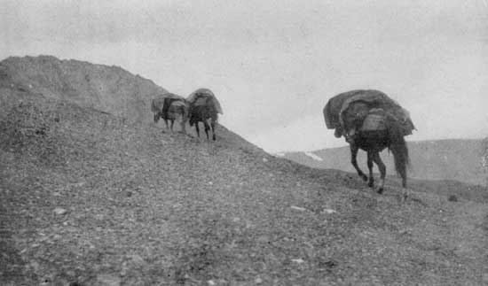 The pack train above timber line 