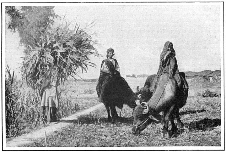 Boy and Girl grazing Buffaloes