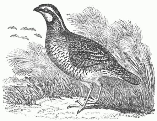 AMERICAN PARTRIDGE, OR QUAIL