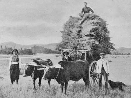 Fig. 1.—Carting Corn.