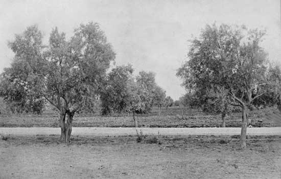 Pruned Olive-trees at Metochi of Kykos.