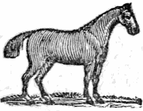 horse