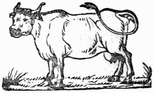 cow