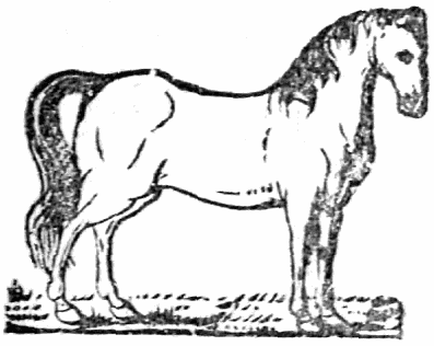 horse