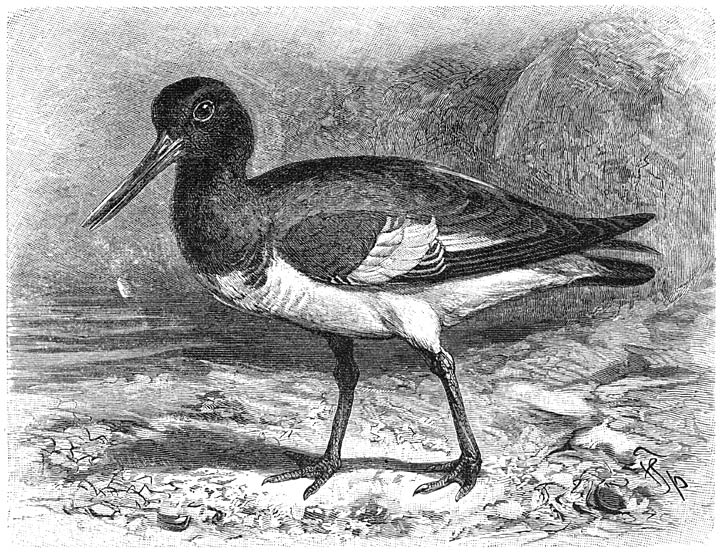 Scholekster (Haematopus ostralegus). 1/3 v. d. ware grootte.