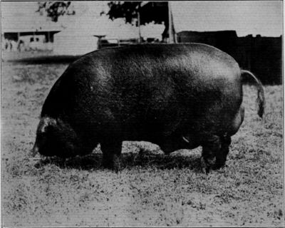 LARGE BLACK BOAR