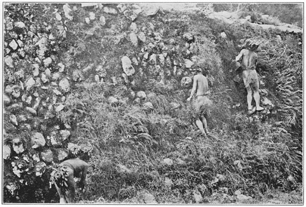 Women weeding a terrace wall at soil-turning season