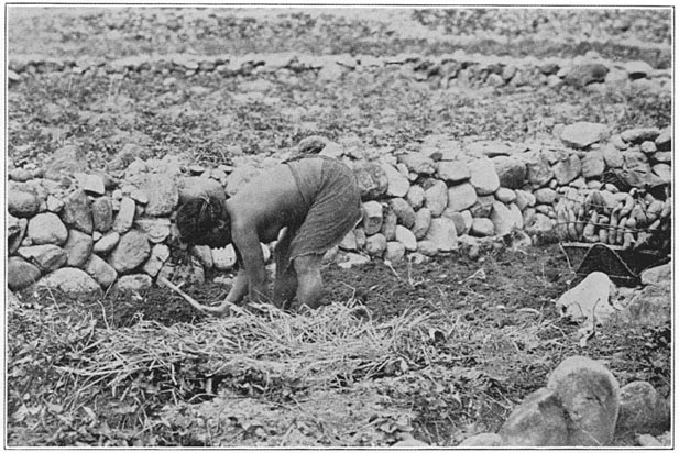 Woman digging her final camote crop and working dead grass beneath the soil for fertilizer