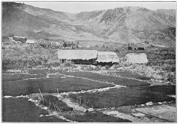 The rice seed beds at transplanting time, with granaries immediately beyond