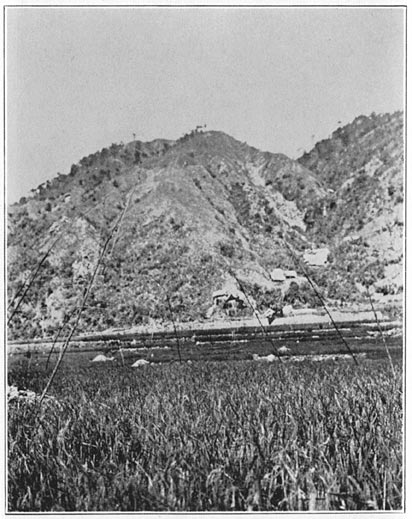 The bird scarers, Ki′-lao, floating over a field of ripening rice