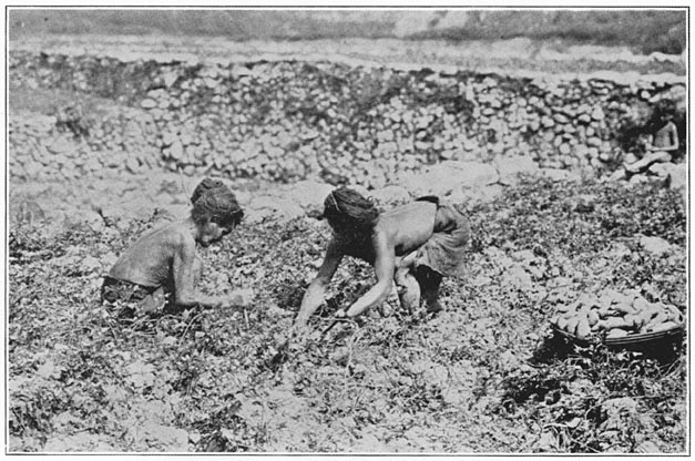 Camote harvest