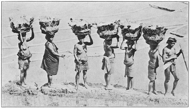 Mayinit women on the trail to Bontoc to sell palay