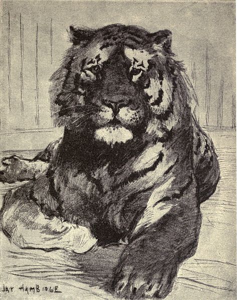 A ROYAL BENGAL TIGER.