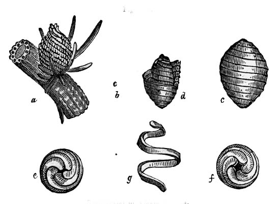 Seed-vessel of Chara hispida.