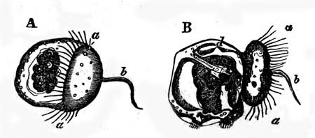 Tne young fry of a cockle (Cardium pygmaeum,) from Loven's Kongl. Vetenskaps. Akadem. Handling, 1848.