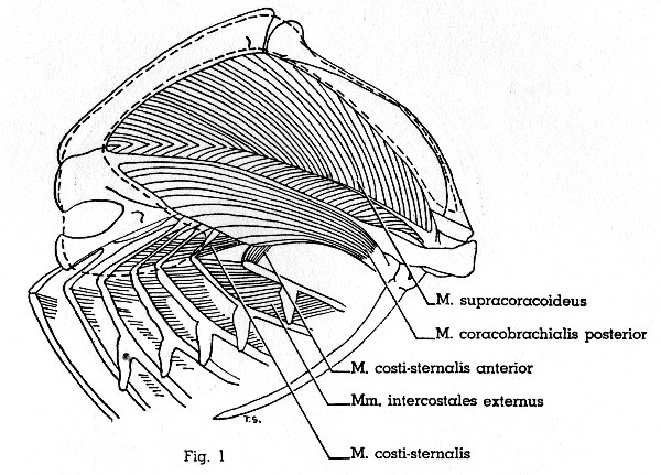 Fig. 1. Progne subis. Lateral view of left half of thorax. M. pectoralis thoracica (area of insertion indicated by dotted line) has been removed. Muscles not described in text are not shown. (× 1.5.)