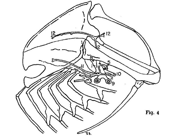 Fig. 4. Progne subis. Lateral view of left half of thorax. (× 1.5.)