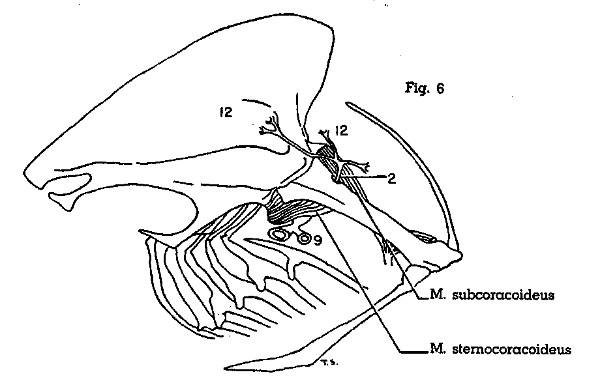 Fig. 6. Scardafella inca. Lateral view of left half of thorax. See legend for Fig. 7 for identification of arteries. (× 1.)