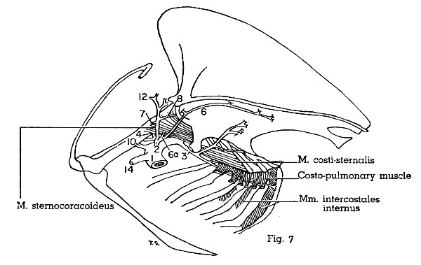 Fig. 7. Scardafella inca. Medial view of left half of thorax. (× 1.)