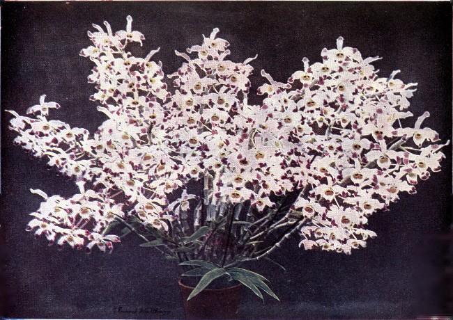 PLATE III  DENDROBIUM WARDIANUM  (At the time the photograph was taken this plant bore 264 flowers.)