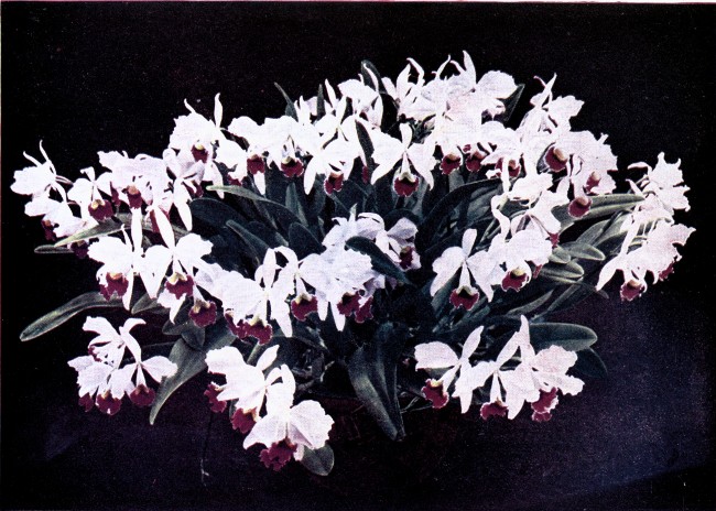 PLATE IV  CATTLEYA TRIANÆ  Var. "Hydra"  (The plant bore 88 flowers.)