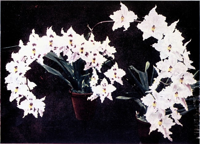 PLATE VIII  ODONTOGLOSSUM CRISPUM