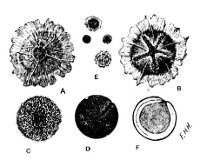 Fig 52.