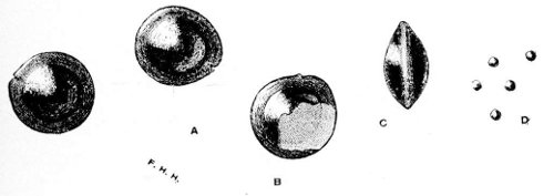 Fig 55.