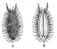 Fig 214.