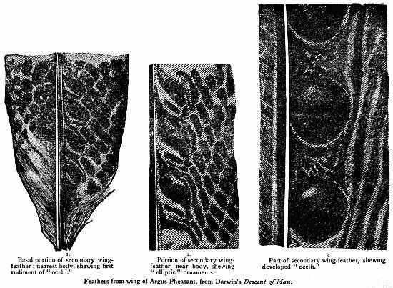 Feathers from wing of Argus Pheasant, from Darwin's Descent of Man.  1. Basal portion of secondary wing-feather; nearest body, shewing first rudiment of "ocelli."  2. Portion of secondary wing-feather near body, shewing "elliptic" ornaments.  3. Part of secondary wing-feather, shewing developed "ocelli."