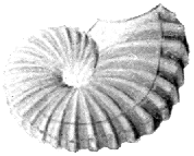 Ammonite