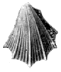 Pecten