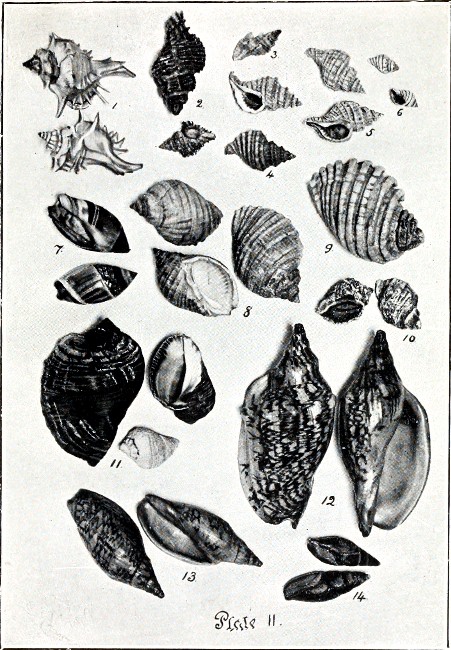 PLATE II.