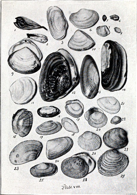 PLATE VIII.