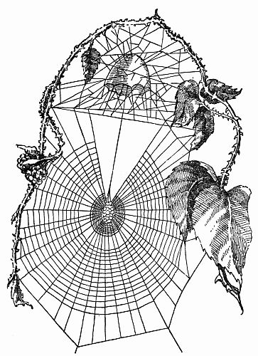 Fig. 17.—The Bell Shaped Turret of Pixie Globosa, of the Wheel Legion.