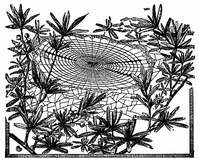 Fig. 111.—"The Horizontal Snare of a Young Uloborus Among the Laurels."