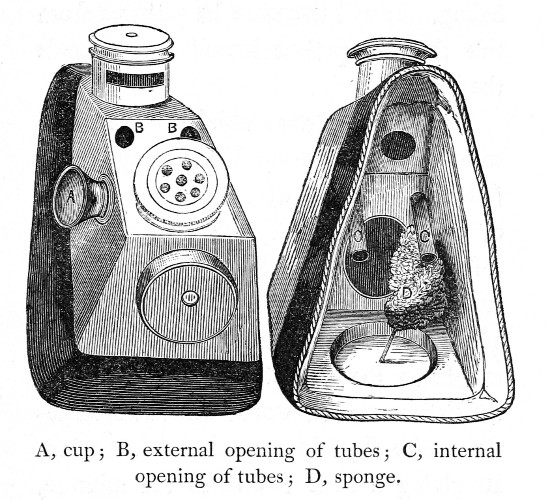 A, cup; B, external opening of tubes; C, internal opening of tubes; D, sponge.