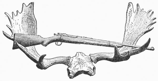 Antlers of moose shot September 19, 1915, with Springfield rifle No. 6000, Model 1903