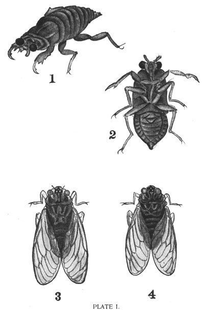 PLATE I. 1-2, Young Sémi. 3-4, Haru-Zémi, also called Nawashiro-Zémi.