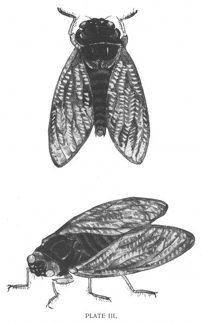 PLATE III. Aburazémi.