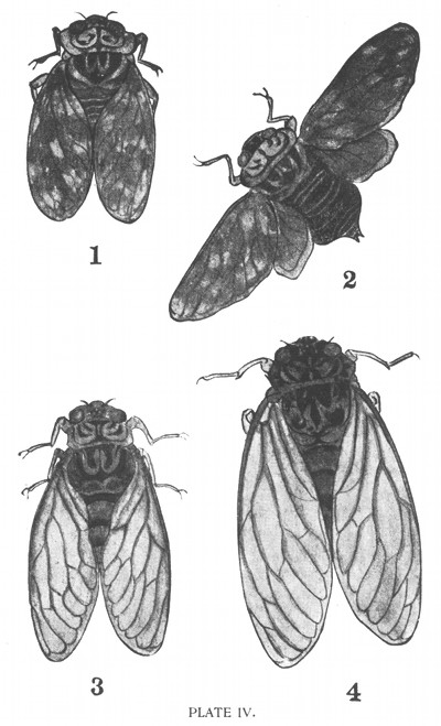 PLATE IV. 1-2, Mugikari-Zémi, also called Goshiki-Zémi. 3, Higurashi. 4, "Min-Min-Zémi."